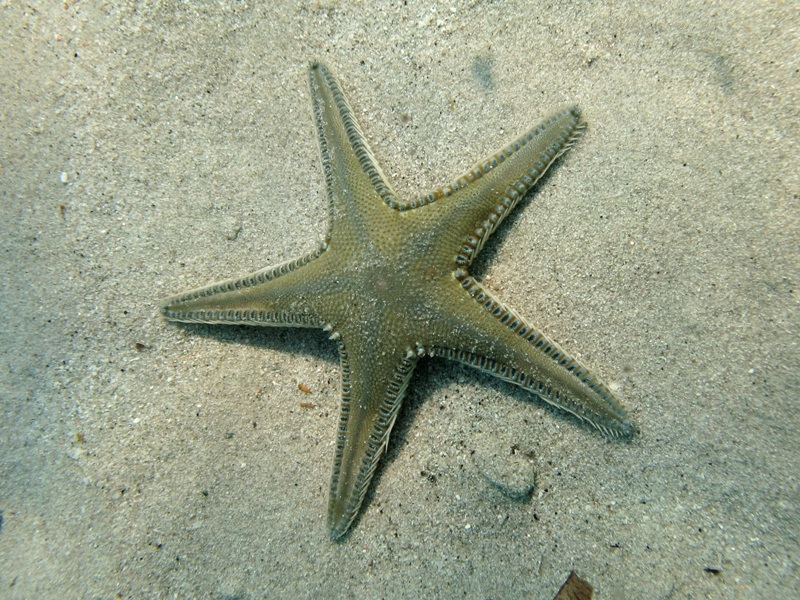 Astropecten platyacanthus (Philippi, 1837)